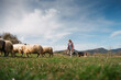 © Larraend Fotografía - Female farmer guiding sheep with herding dogs in green meadow. Woman farmer walks with her dogs herding sheep in a green meadow on a sunny day celebrating international workers' day