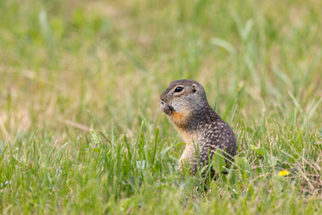 Wall Mural - Gopher stands in the grass on a summer day close up