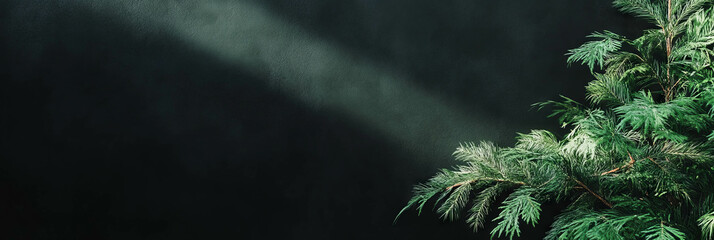 Poster - Green plant against deep black wall with soft shadow for modern background and design