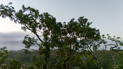 Toucan sitting on the branch in the forest, green vegetation, Costa Rica. Nature travel in central America. Two Keel-billed Toucan, Ramphastos sulfuratus, pair of bird with big bill. Wildlife.
