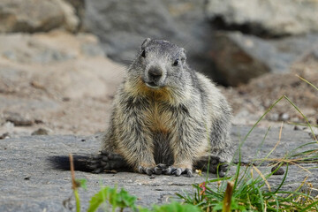 alpine marmot in the wild