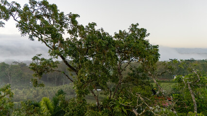 Toucan sitting on the branch in the forest, green vegetation, Costa Rica. Nature travel in central America. Two Keel-billed Toucan, Ramphastos sulfuratus, pair of bird with big bill. Wildlife.