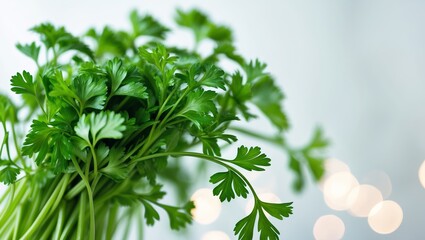 Poster - Fresh cilantro leaves with vibrant green color resting on a blurred background of soft lights