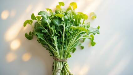 Poster - Freshly harvested arugula arranged in a neat bundle with natural sunlight casting shadows on a light surface