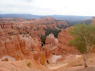 Panoramic Bryce Canyon Overlook with Aspen Tree