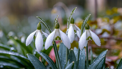 Wall Mural - Dew dropped snowdrops gracefully lean towards the ground