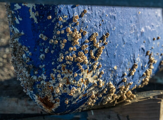 Wall Mural - Barnacle covering a blue boat hull.