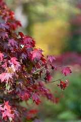 Wall Mural - Close up of autumn leaves on a Japanese maple (acer palmatum) tree