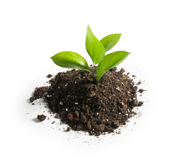 Wall Mural - Young sapling in soil isolated on white