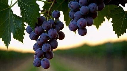 Fototapete - Glistening red grapes hanging on vine during golden sunset, illuminating agricultural landscape with vibrant moisture covered fruit clusters in serene vineyard setting