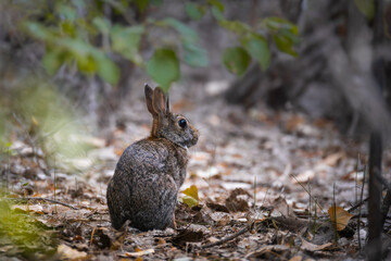 a rabbit in the woods of walla walla washington on a crisp fall morning