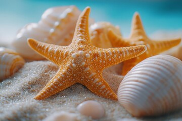 Poster - Beautiful starfish and seashells resting on the sandy beach beside calm turquoise waters during the daytime