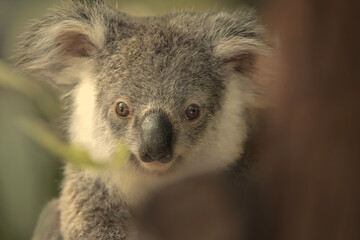 Wall Mural - The koala joey, sometimes incorrectly called the koala bear, is an arboreal herbivorous marsupial native to Australia.