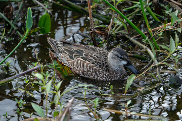 Wall Mural - Blue-winged Teal wading in a lake.