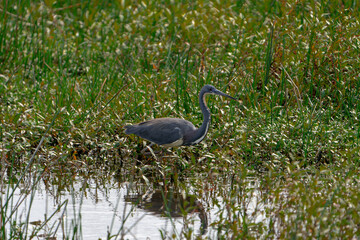 Wall Mural - Tricolored Heron walking through thick brush in a lake.