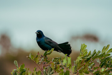 Wall Mural - Boat-tailed Grackle perched at the top of a tree.