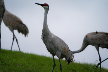 Wall Mural - Sandhill Crane standing in a grassy area.