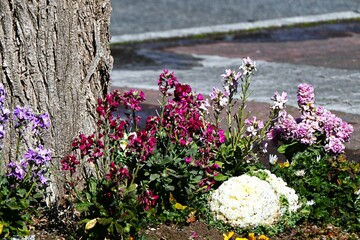 garden stock ( matthiola incana ) flowers. brassicaceae flowers native to southern europe. they brig