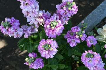 garden stock ( matthiola incana ) flowers. brassicaceae flowers native to southern europe. they brig