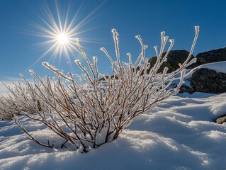 Poster - Frosty plant in snowy landscape under bright sun.