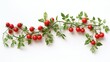 © Sirinya - A fresh tomato vine with bright red tomatoes and lush green stems, isolated on a white background.