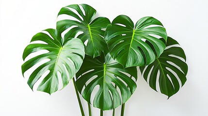 Wall Mural - Lush tropical leaves, white background, nature photography, home decor