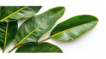 Wall Mural - Lush green leaves on white background; nature, design