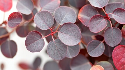 Wall Mural - Red leaves, close-up, nature, background, design