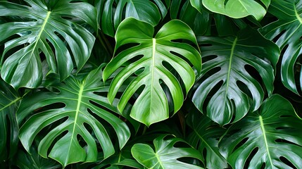 Wall Mural - Lush green Monstera leaves, tropical foliage background, nature texture, ideal for design