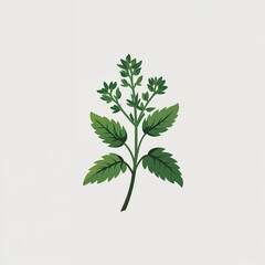 Wall Mural - thyme icon on plain white background