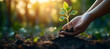 © Dibani - Hands planting a sapling in rich soil at sunset, other seedlings in background.  Illustrates environmental conservation, growth, and sustainability