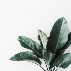 Wall Mural - Lush green leaves against white wall, minimalist home decor