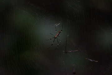spider on the web