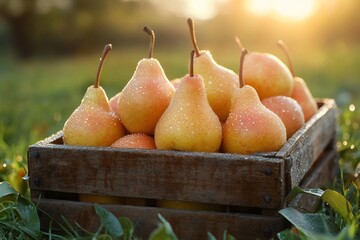 Sticker - Ripe pears with water drops in wooden crate in the garden at sunset