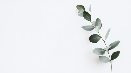 Poster - A Single Branch of Eucalyptus Leaves on a White Background