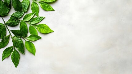 Poster - Green leaves spread over a textured white and grey background