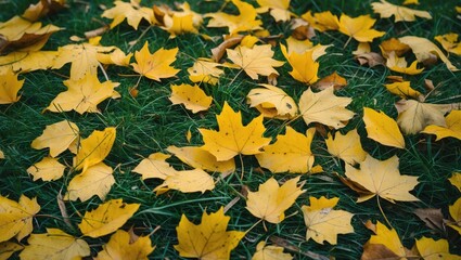 Poster - yellow maple leaves scattered on green grass during autumn season in a natural outdoor setting