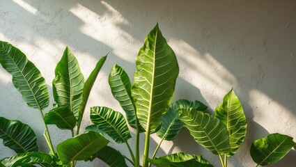 Poster - Green tropical leaves with prominent veins against a textured wall illuminated by soft sunlight creating shadows.