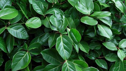 Poster - close-up view of lush green leaves from a dense evergreen shrub displaying vibrant colors and rich t