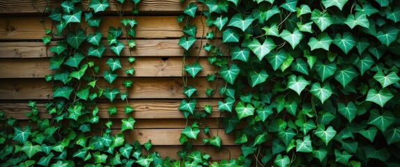 Poster - Green ivy climbing on wooden wall background creating a natural textured surface with vibrant foliage and rich colors