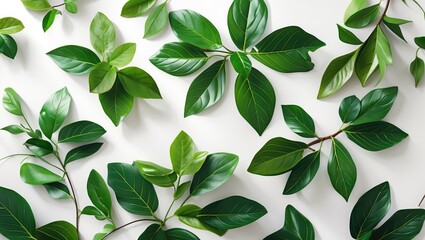 Poster - Various green leaves arranged on a white surface showcasing different shapes and shades of foliage in a natural composition