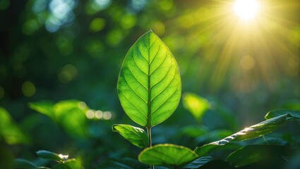 Poster - Close-up of a green leaf illuminated by sunlight with a blurred natural background in a forest setting