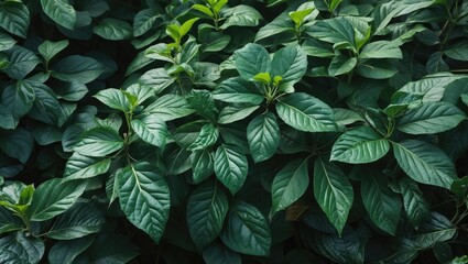 Poster - green foliage close-up with texture detail of lush leaves in natural light for background use