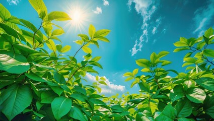 Poster - Lush green leaves under blue sky with bright sunlight and clouds in the background during a sunny day in nature