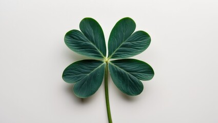 Poster - four leaf clover on white background displaying vibrant green color and distinct leaf structure ù…ø§