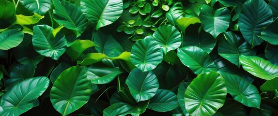 Poster - lush green tropical leaves background with various shapes and sizes creating a vibrant foliage textu