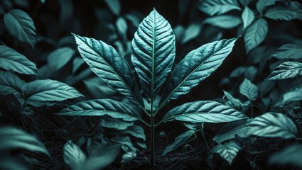 Poster - Close-up of vibrant green leaves with textured patterns in a dark natural setting, capturing details and rich colors of foliage.