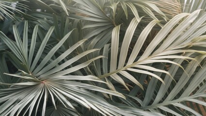 Poster - Green tropical palm leaves background natural texture pattern