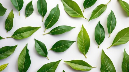 Poster - Diverse arrangement of fresh green leaves on a light background showcasing various shapes and sizes for botanical concepts