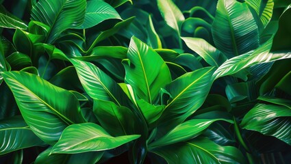 Poster - lush green tropical leaves with glossy textures and prominent veins creating a dense foliage backgro